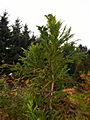 Cryptomeria japonica Cristata IMG_1385 Szydlica japońska